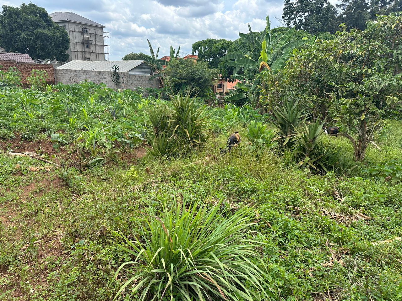 Kira Mulawa. SOLD — Affordable Land for Sale at Afredim Consults